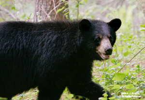 Black Bear