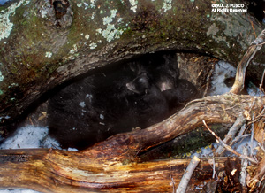 Black Bear Den